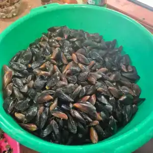 Аммонит - СевКавТисиз - 48