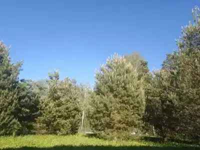 Хитрый Лис - 25
