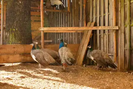 Боровики - 58