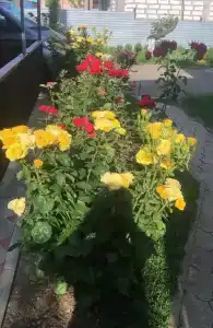 Вилла Роз - 3