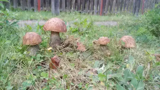 Дом в Опухликах - 4