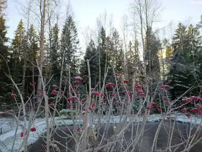 Осельки - 53