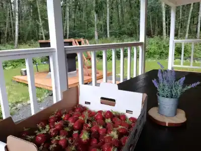 Мелодия леса - 16