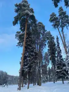 Домики в Заветах - 36