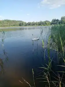Усадьба в Беловежской пуще У камина - 38