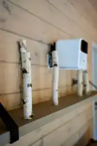 Betula - 88