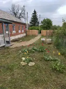 Антоновские яблоки - 11