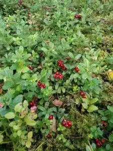 Дом возле озера - 87