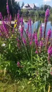 Дома на берегу озера - 46