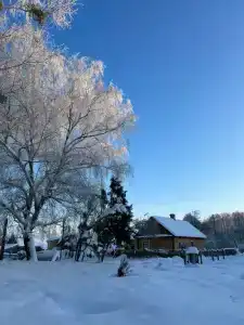 Пралеска - 11