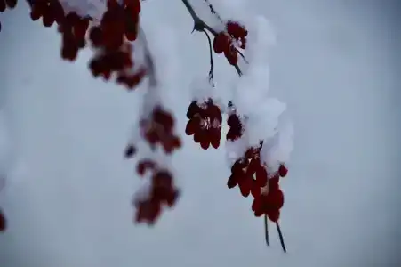 Хэйлун - 412