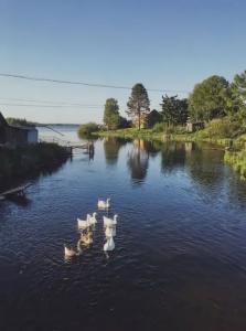 Домик в Карелии Насто - 26