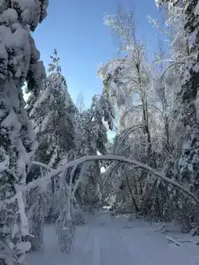 Пралеска - 21