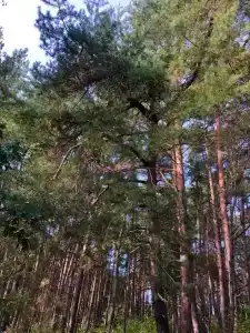 Дом в сосновом бору - 1