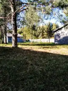 Сосны. Тут - 42