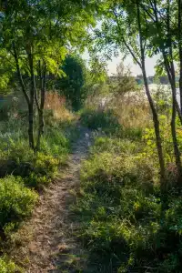 Коди Ярви - 117