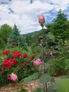 Фиеста Гор - 30