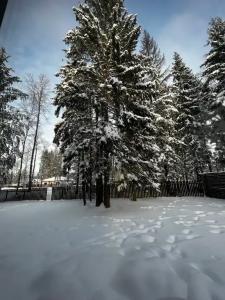 Дом в сосновом лесу - 40