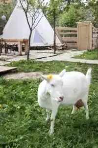 Семейная мини-ферма Фазенда - 127