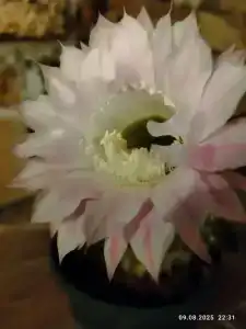 Ракушка Казантипа - 18