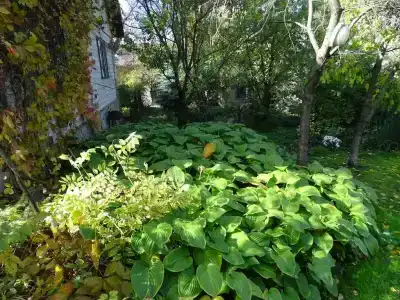 Дом с орехом во дворе - 24