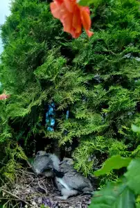 Brest Dream Gaden - 28