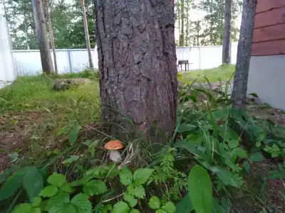 Территория Тернаволок - 23