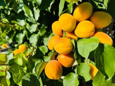 Вилла Нинель - 68