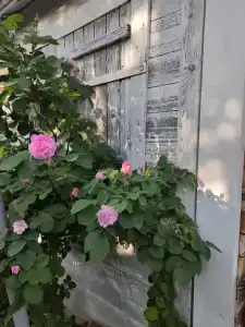 Лисапедово - 117