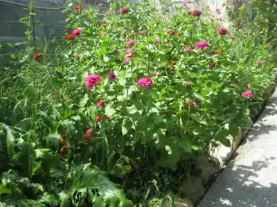 Прохлада - 21