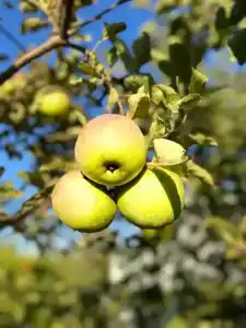 Вилла Гармония - 119