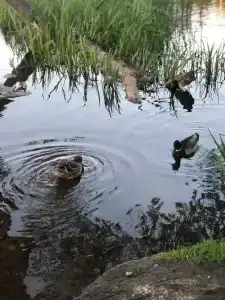 Дом На Каменке - 1