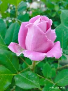 Ракушка Казантипа - 64