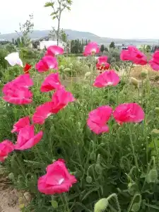 Первый коттедж - 20