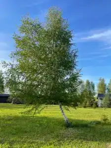Эко дача Берёза - 126