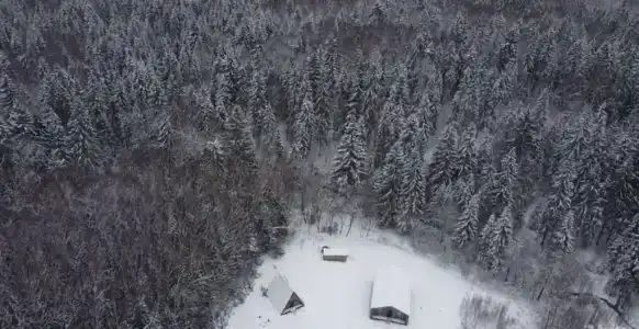 Хвойный Лес - 158