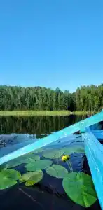 Мелодия леса - 12