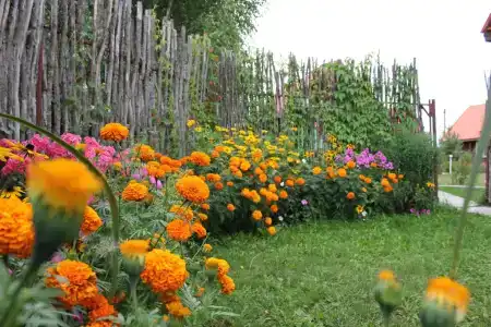Подсолнух - 86