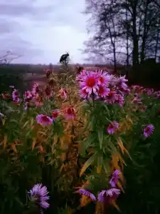 Избушка - 27