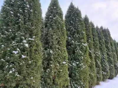 Лучший сезон - 67