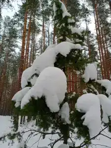 База отдыха Спартак - 37