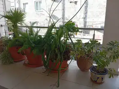 Курортный - 5
