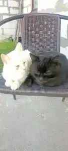 Анатолия - 19