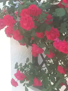Феникс - 16