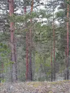 Гостевой дом на ручье в Олешно - 21