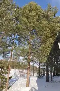Дом - 18