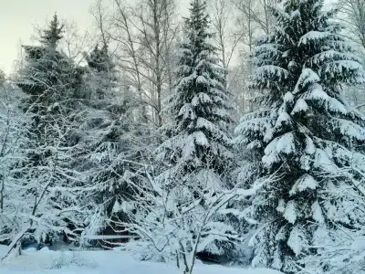 Хаски Дом - 13