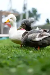 Семейная мини-ферма Фазенда - 110