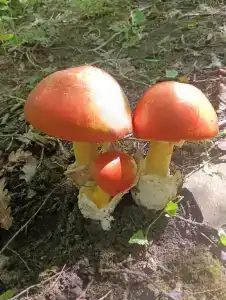 Аммонит - СевКавТисиз - 46