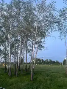 Богучарка - 29